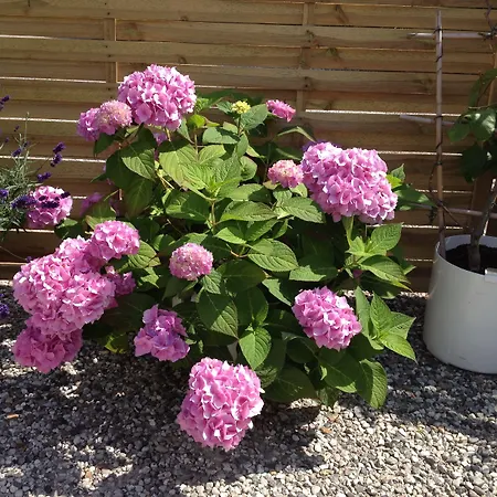 B&B Hine Bakke